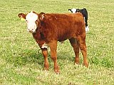 Picture of calves.